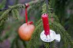 23. 12. Putování za vánočním stromečkem